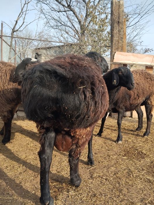 Кошкар сатылады кой