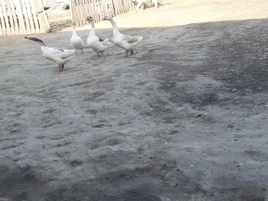 Каз сатам продам гусь