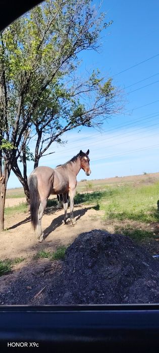 Лошадь байтал 2.5