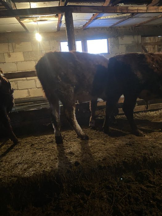 Продам телят плюс минус год им