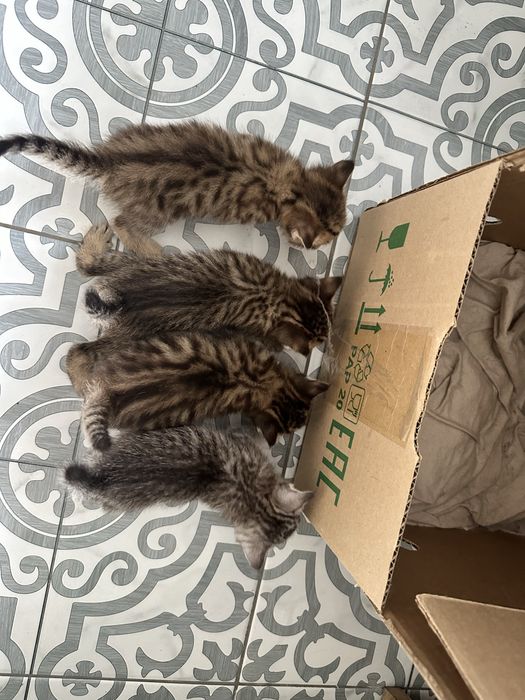 Отдам котят. Мальчики.