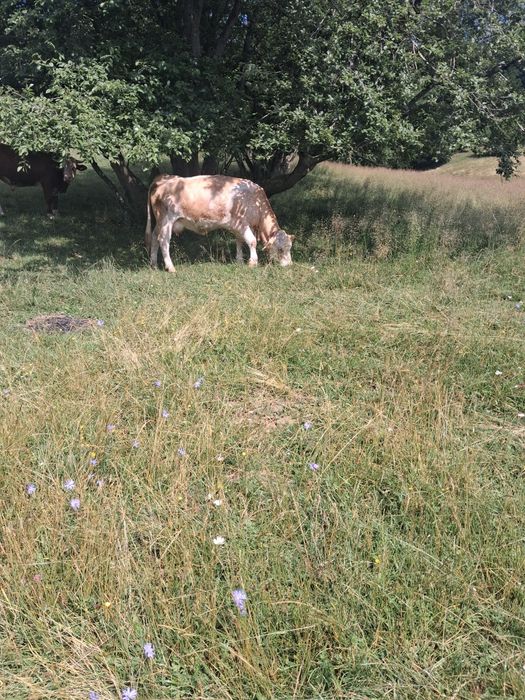 Vaca de vanzare!!