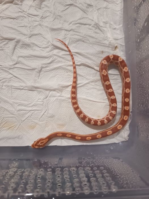 CornSnake & Piton Ball