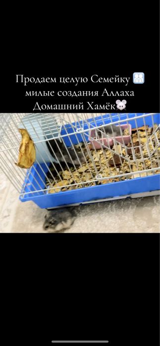 Продам хамёк семейку