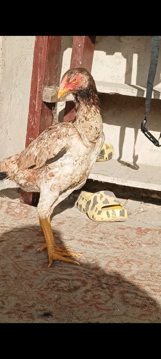 Дакан курочка бойцовая