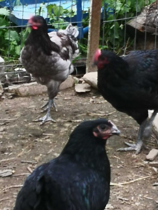 Cocoșii Australorp Negru, Albastru și alb.
