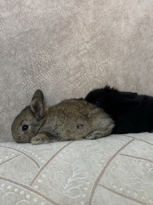 Прдам декоративных кроликов