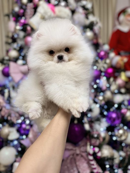 Pomeranian Fci pedigree