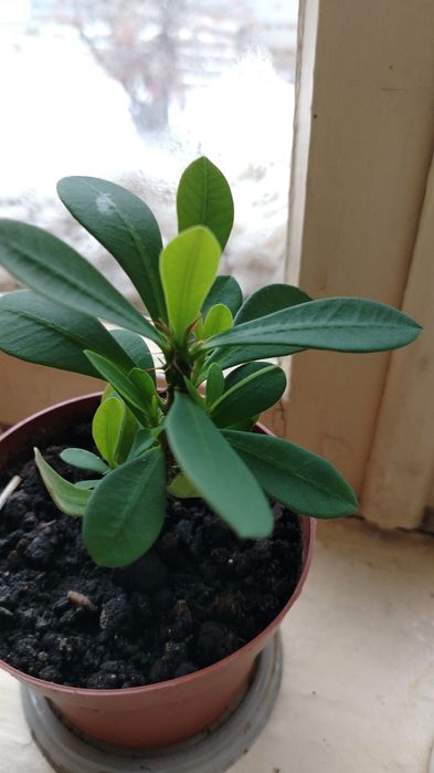 Комнатные цветы по 1.500