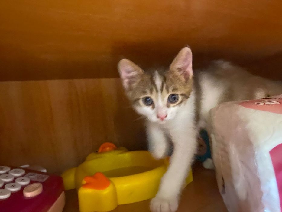 Котята чистые...