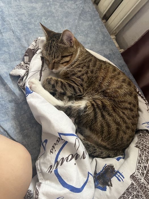 Отдам кота в добрые руки