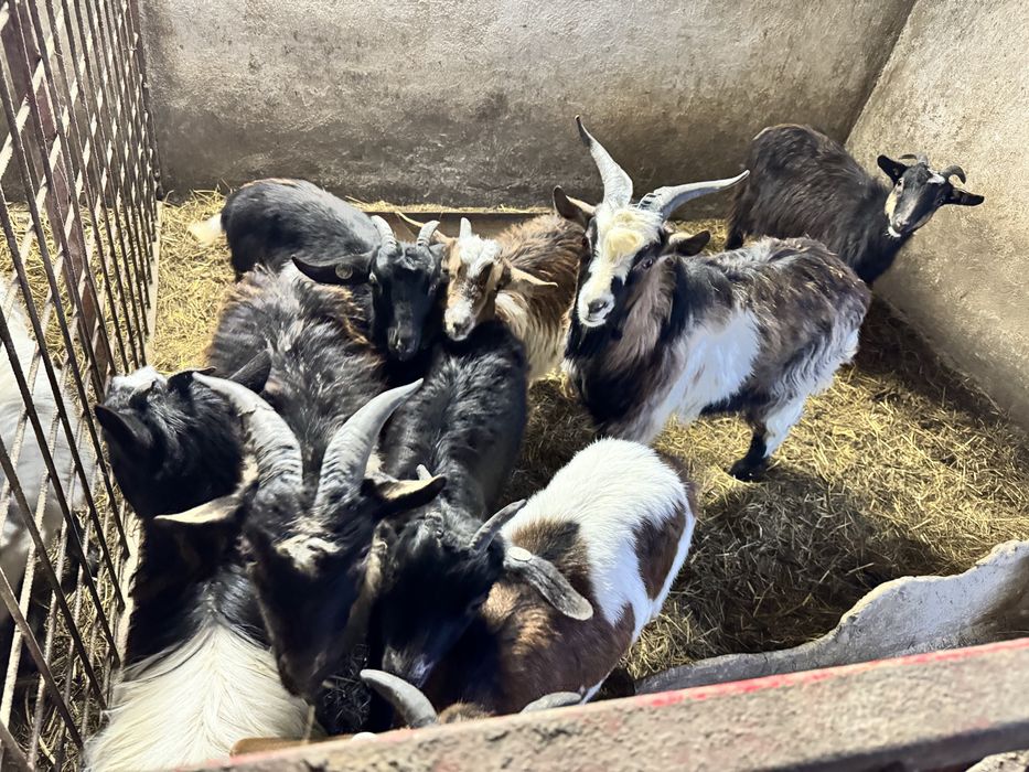 12 Iede si 3 tapi din mame bune de lapte