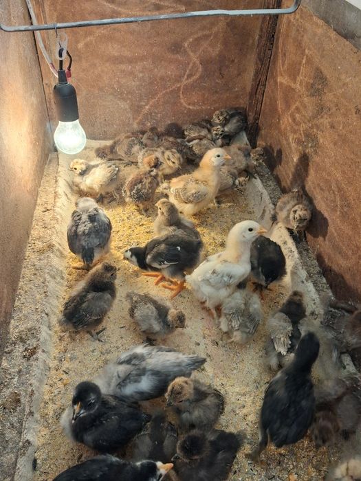 Vand pui mătase japoneză