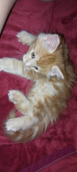 Котята Мейн куны