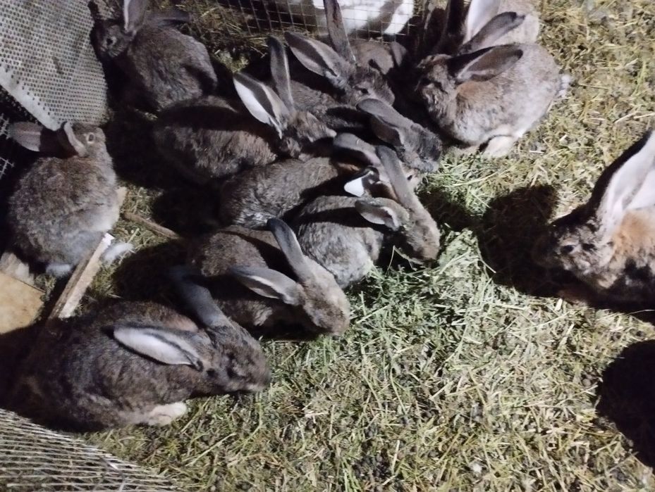 Куёнлар сотилади.