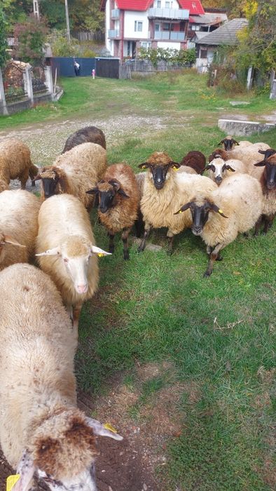 Se vând oi gestante