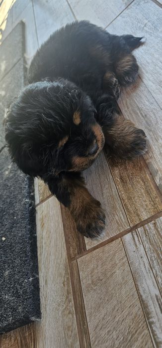 Тибетски мастиф с родословие