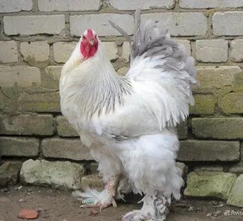 Brama tuxumlari sotiladi juja ochirish uchun