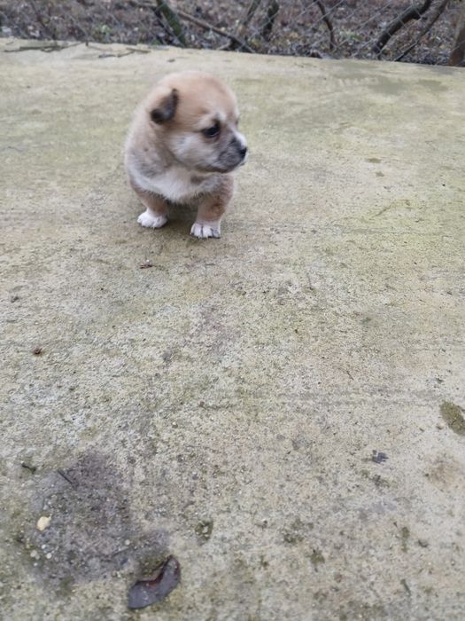 Donez / dau spre adopție cățeluș