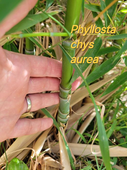 Бамбук студеноустойчиви видове в София