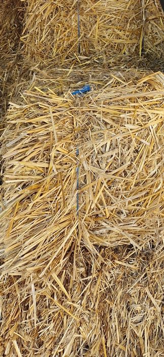 Vând baloti paie de ovăz