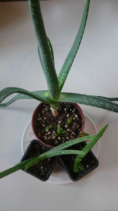 Апельсин Золотой ус Алоэ Вера Диффенбахия