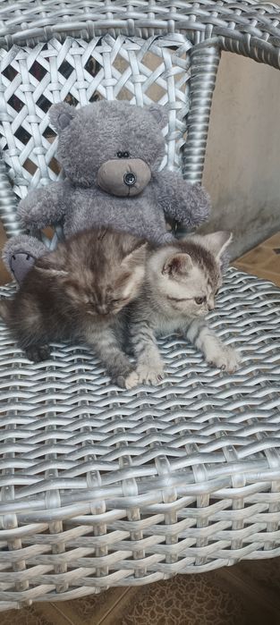 Продается  Кошка