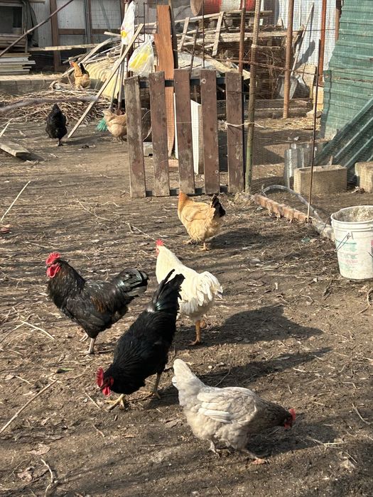 Петухи продам на племя