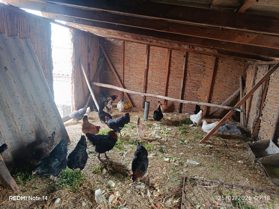 Damashniy tovuqlar sotiladi