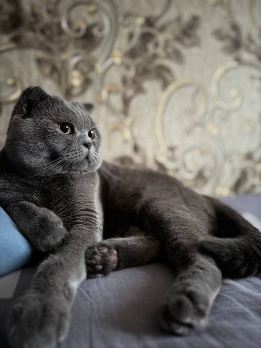 Вязка скоттиш фолд