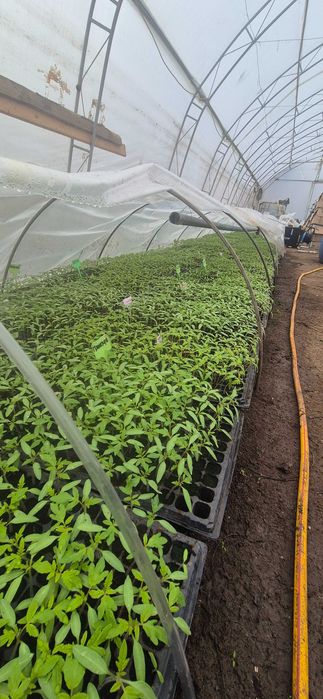 Разсад домати краставици