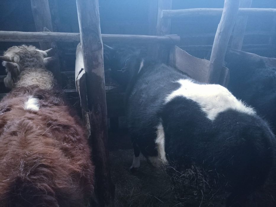 Продам с откорма