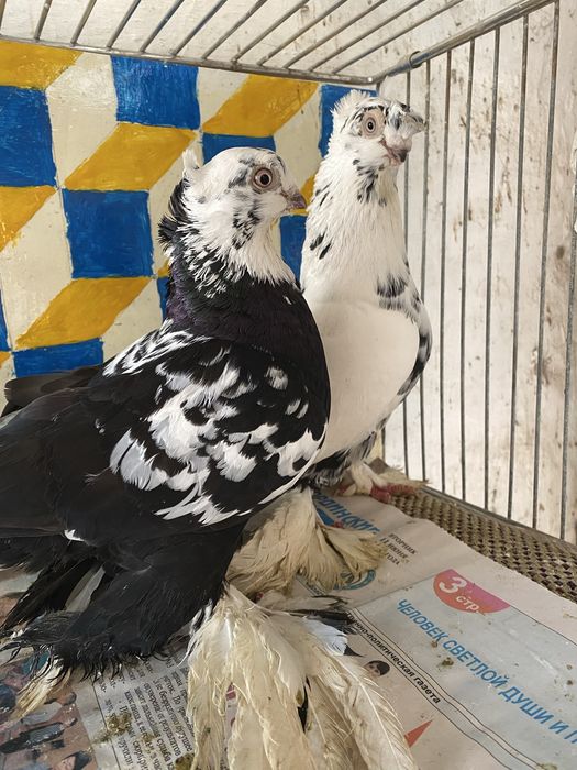 Старопородные на игру.