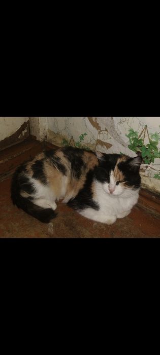 Отдаю бесплатно кошку