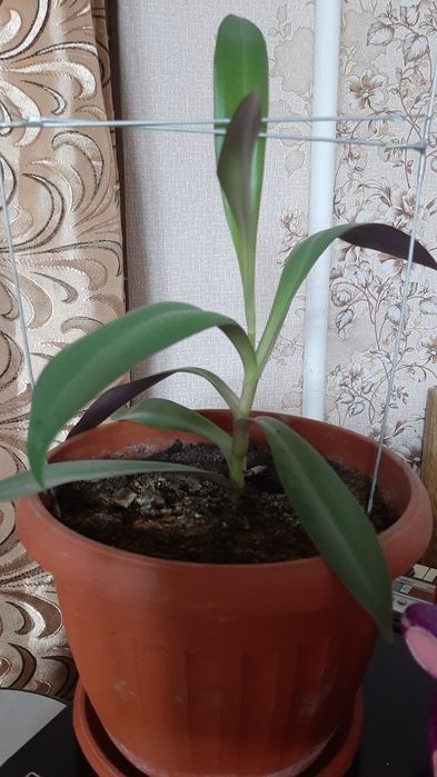 Комнатные цветы для дома