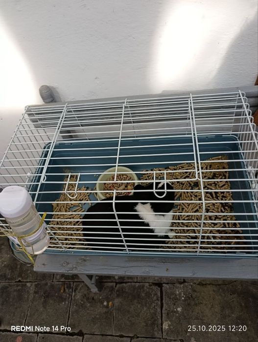 Срочно продам декларативного кролика