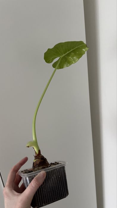 Алоказия Макрориза