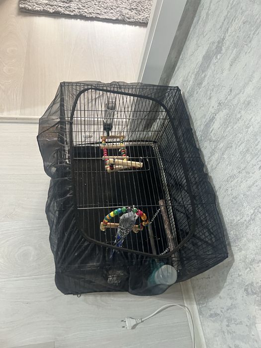 Продам клетку для птиц с попугаем