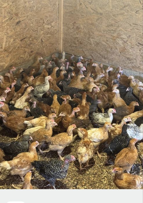 Pui albi de carne si rasa mixta