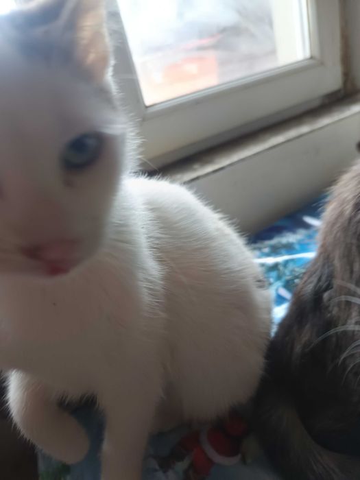 Donez pui de pisică