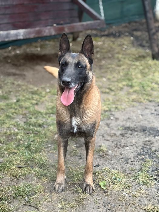 Femela ciobănesc belgian Malinois