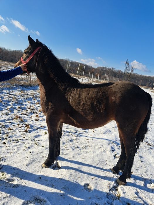 Vând manza de un an și 7 luni