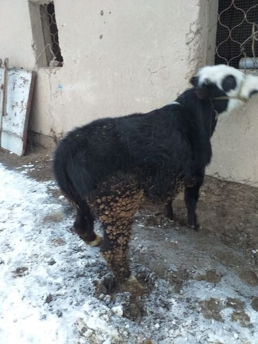 Бордақы бұқа 1,5 жасар