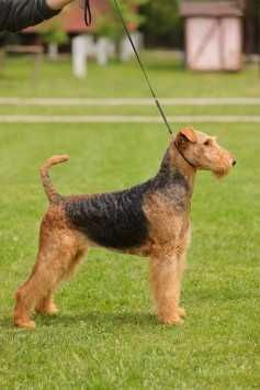 pui airedale terrier din parinti campioni