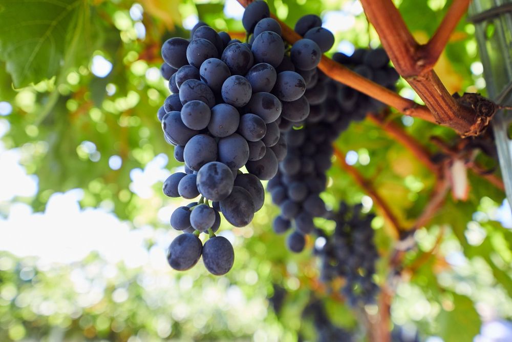 Vita de Vie Soiuri Negre De Vin