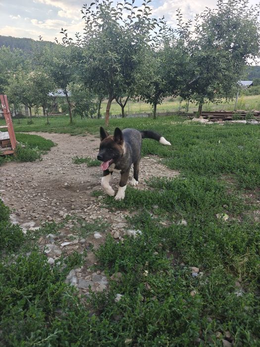 Mascul Akita american