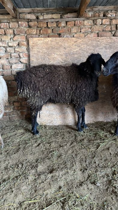 2 жасар Кашкарлар сатылады