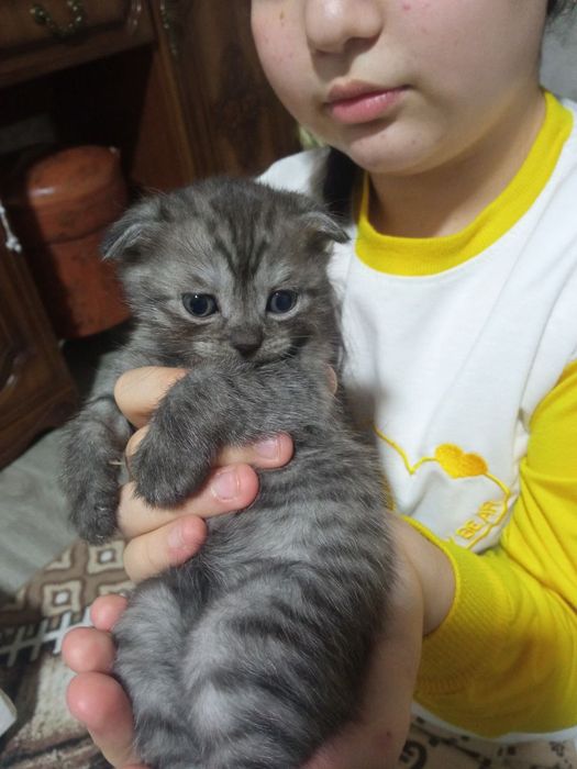 Шотландский фолд девичка и мальчик