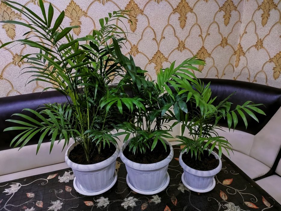 Красивые растения . Доставка