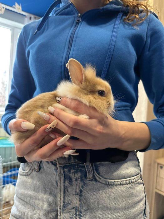 Малки декоративни зайчета